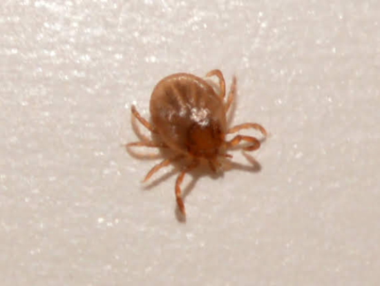 tick